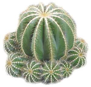 [http://www.akcactus.org.nz/notocactus.jpg]